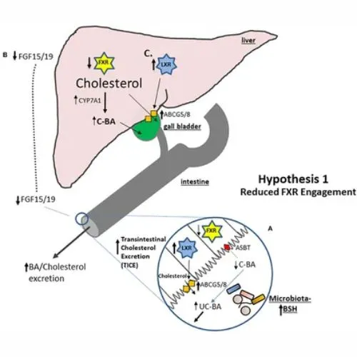 How Oat Beta Glucan Reduces Cholesterol Naturally.jpg How Oat Beta Glucan Reduces Cholesterol Naturally.jpg