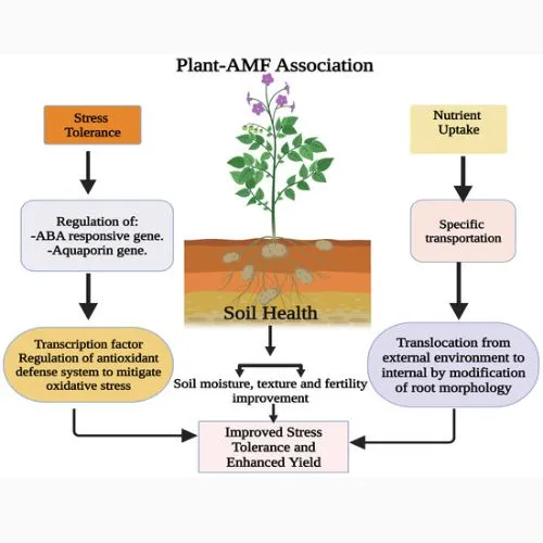 How Daily Matcha Influences Nutrient Uptake.jpg