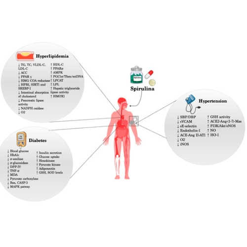 Blue Spirulina Powder and Blood Pressure Control