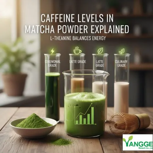 Caffeine Levels in Matcha Powder Explained