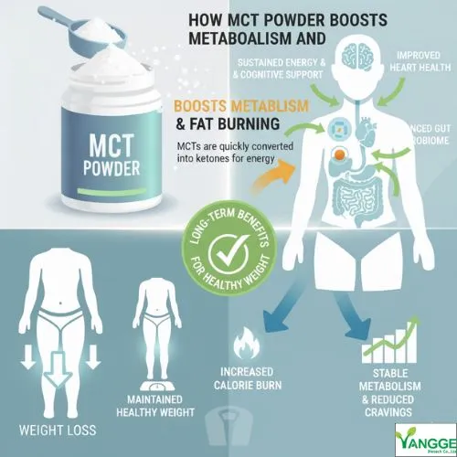 Long-Term Benefits of MCT Powder for Healthy Weight