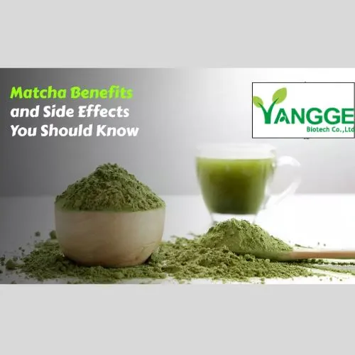 Best Times to Drink Matcha Powder for Fat Loss Best Times to Drink Matcha Powder for Fat Loss