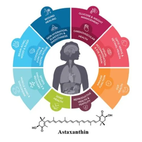 Astaxanthin Powder and Hormonal Balance Across Ages Astaxanthin Powder and Hormonal Balance Across Ages