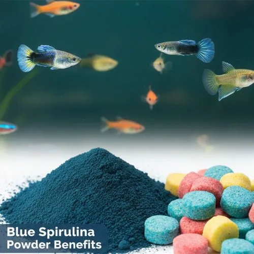 Blue Spirulina Powder Benefits in Fish Nutrition
