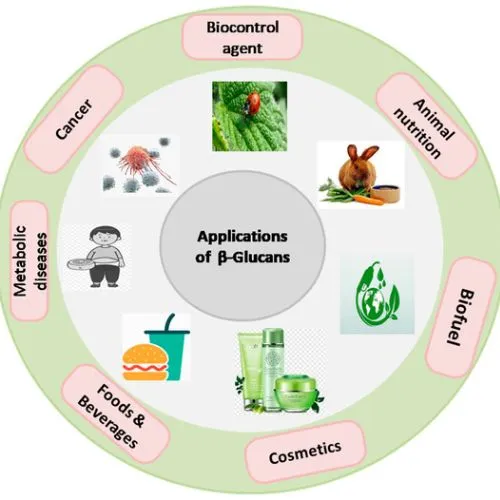 Best Food Formats for Beta Glucan Absorption Best Food Formats for Beta Glucan Absorption