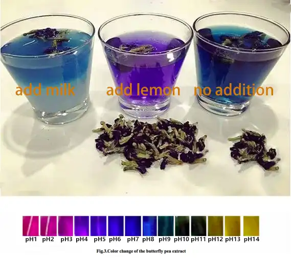 color changing magic of butterfly pea