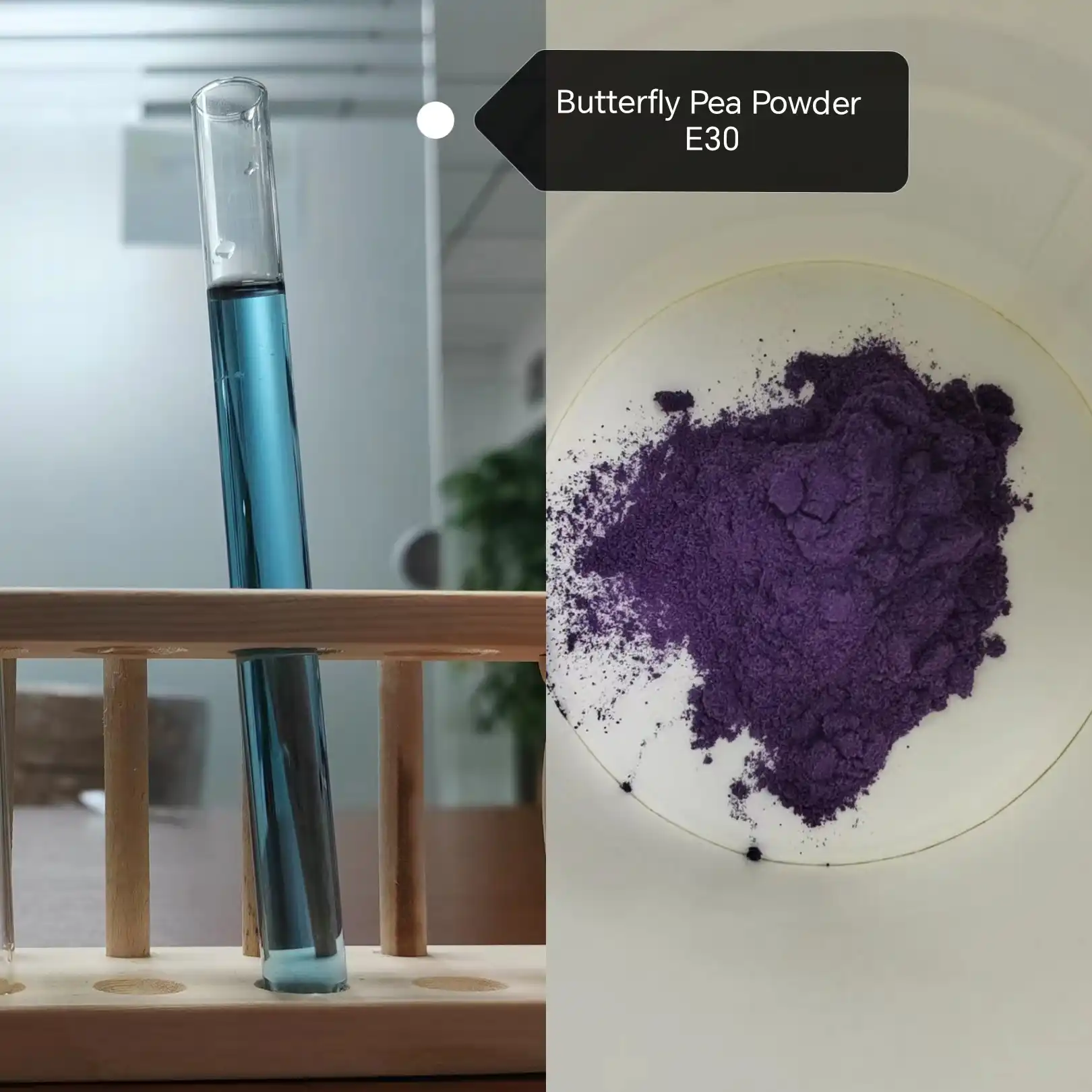 butterfly pea polyphenols