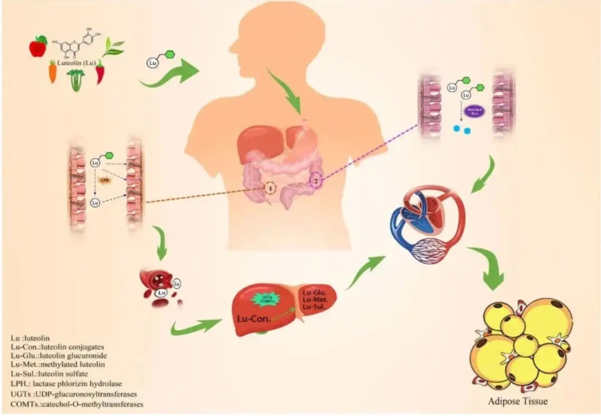 Luteolin healthy aging