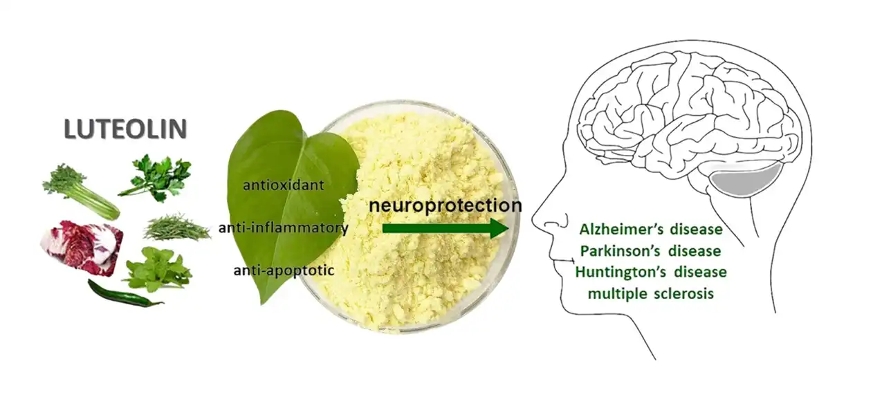 Luteolin mental clarity