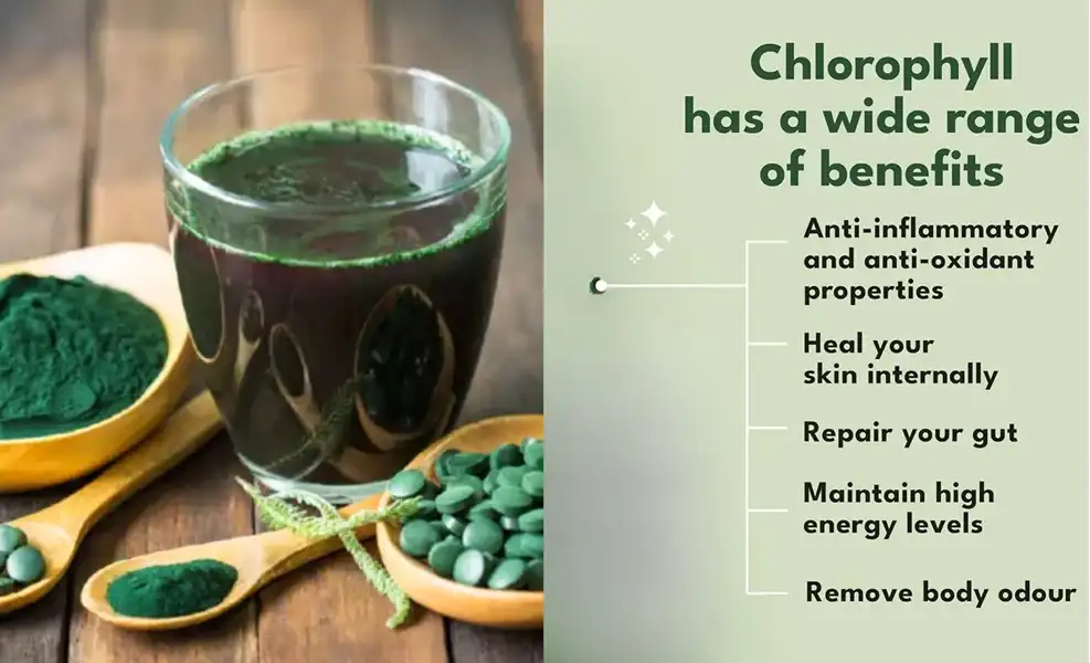 chlorophyl 4