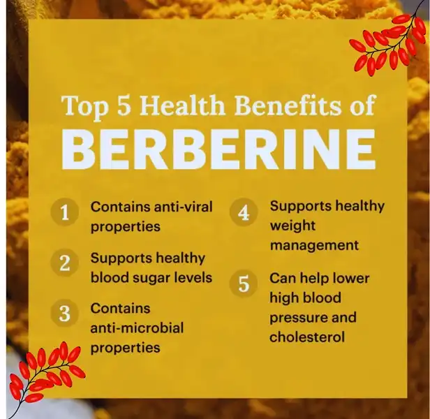berberine 2 berberine 2
