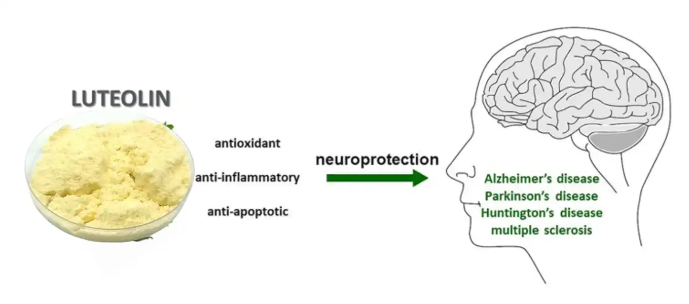 luteolin 3 luteolin 3