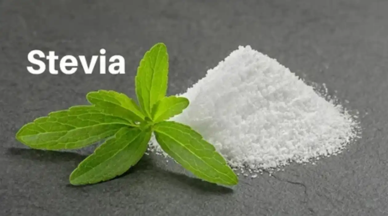 Stevia Stevia