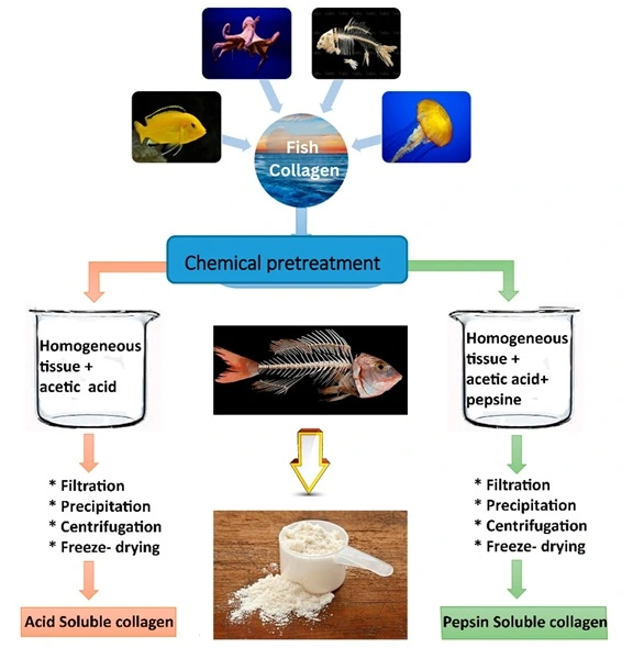 fish collagen 3