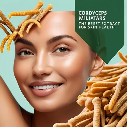 Cordyceps militaris extract for skin Cordyceps militaris extract for skin