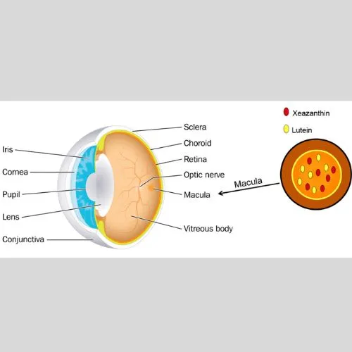 meso zeaxanthin powder1 meso zeaxanthin powder1