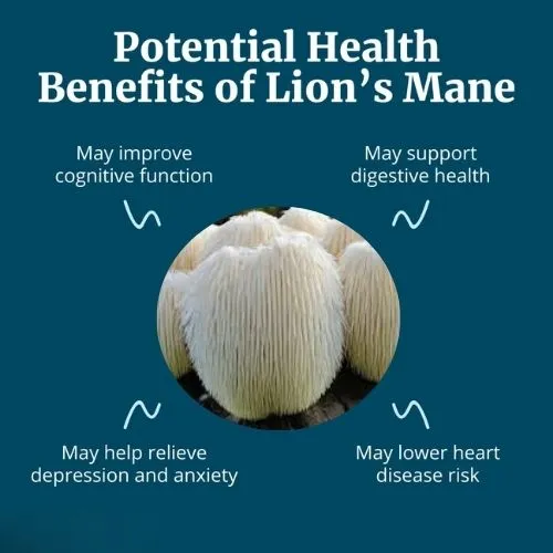 lions mane11