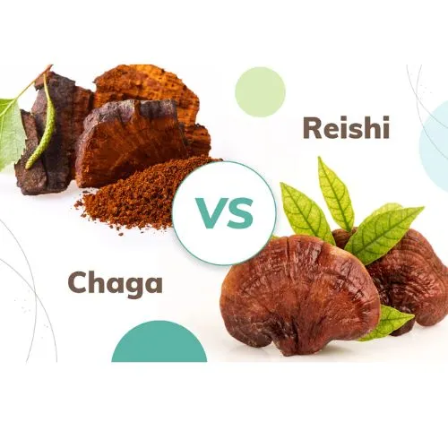 chaga vs reishi chaga vs reishi
