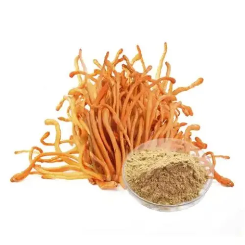 cordyceps militaris extract 1