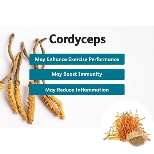 cordyceps benefits