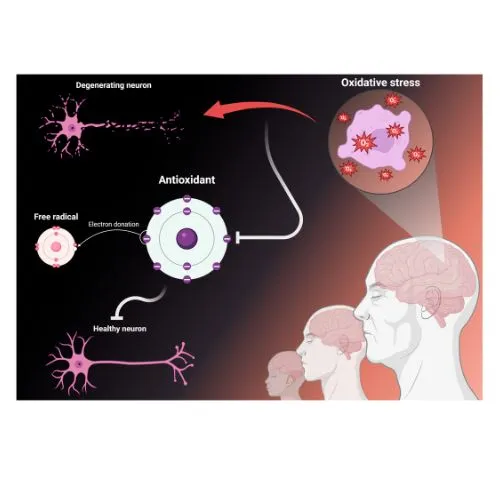 ergothioneine4 ergothioneine4