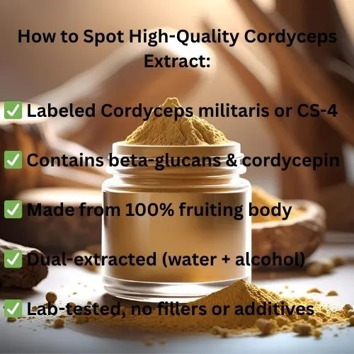 cordyceps militaris cordyceps militaris