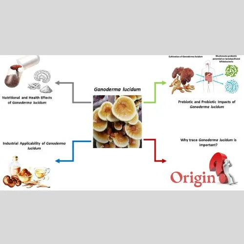 ganoderma powder1