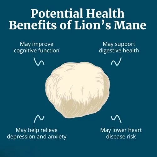 lions mane benefits lions mane benefits