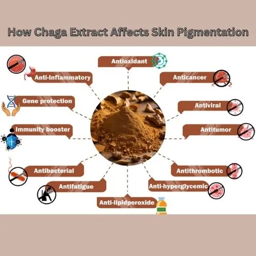 chaga powder 1