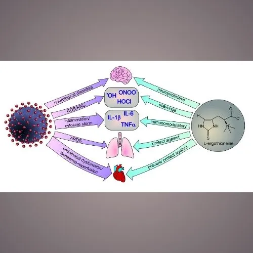 Ergothioneine 4 Ergothioneine 4