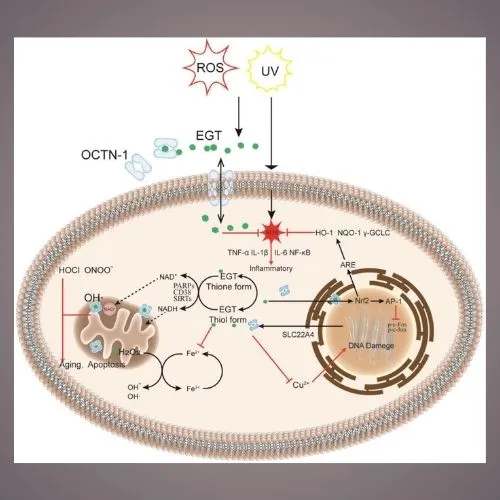 Ergothioneine 5 Ergothioneine 5