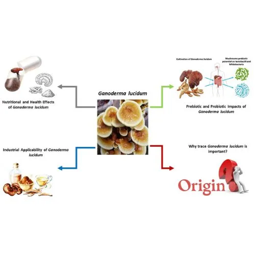 ganoderma2 ganoderma2