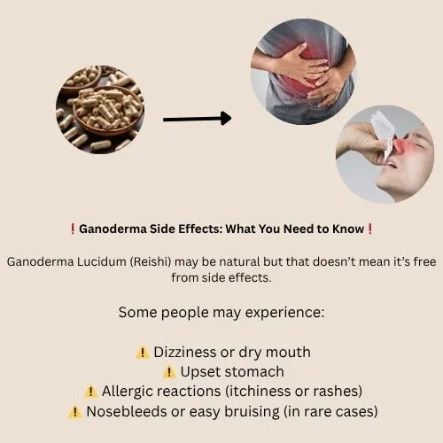 ganoderma4 ganoderma4