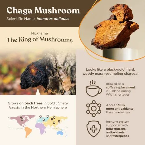 chaga powder3 chaga powder3