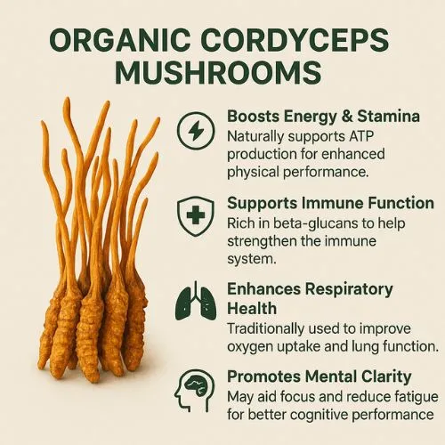 Cordyceps Extract cognitive Cordyceps Extract cognitive