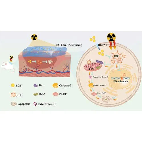 Ergothioneine DNA Ergothioneine DNA