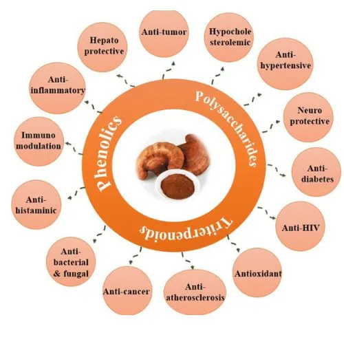 ganoderma powder reduces