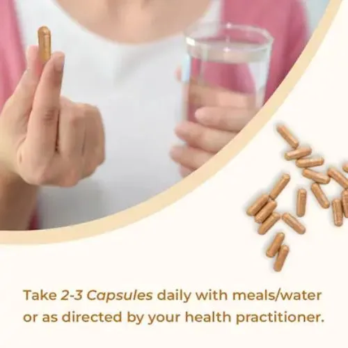 cordyceps daily cordyceps daily