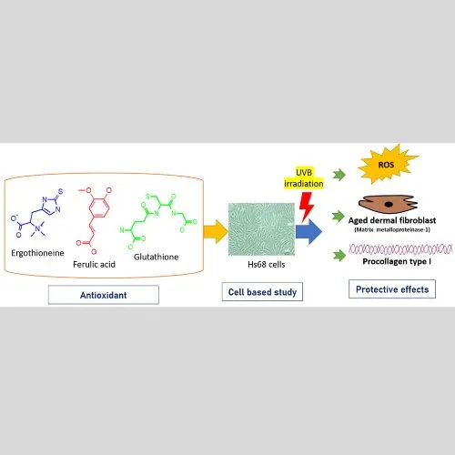 How Ergothioneine Supports Cellular Protection? How Ergothioneine Supports Cellular Protection?