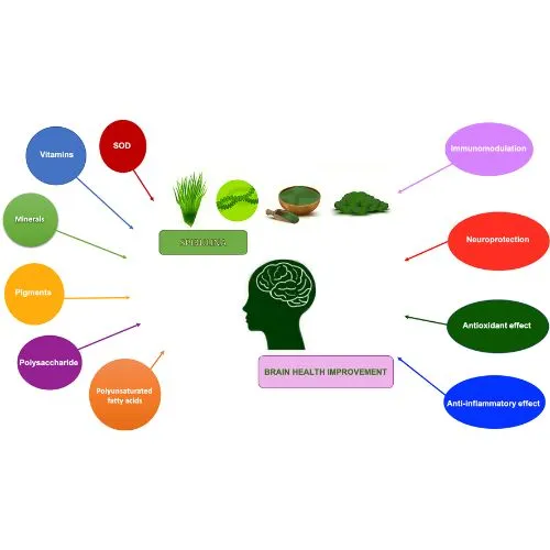 spirulina for brain
