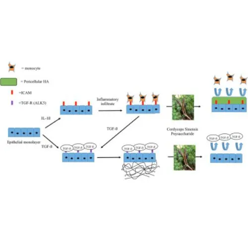 cordyceps powder inflammatory cordyceps powder inflammatory