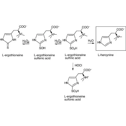 L-Ergothioneine protection L-Ergothioneine protection
