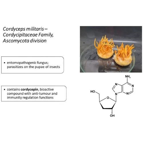 Applications of Cordyceps Extract in Modern Health