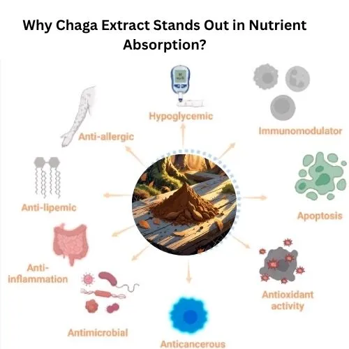 Applications of Cordyceps Extract in Modern Health