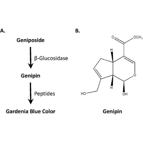 gardenia blue pigment safely