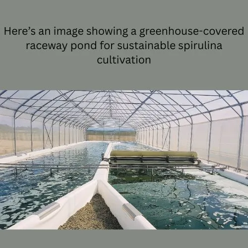blue spirulina bulk farming