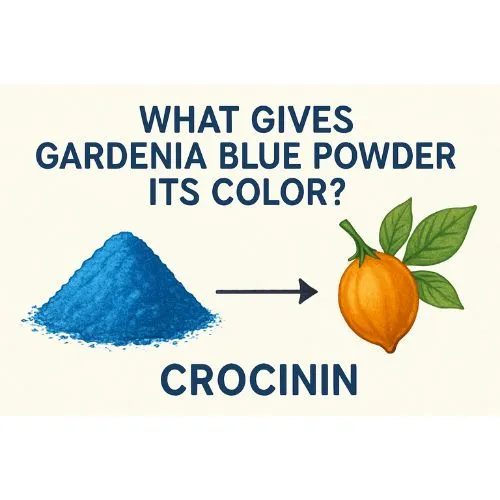 gardenia blue pigment powder color