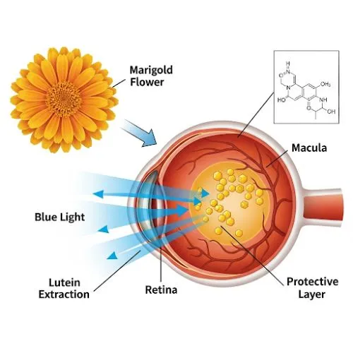 marigold powder against blue light