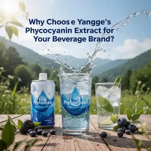 Why Choose Yangge's Phycocyanin Extract for Your Beverage Brand