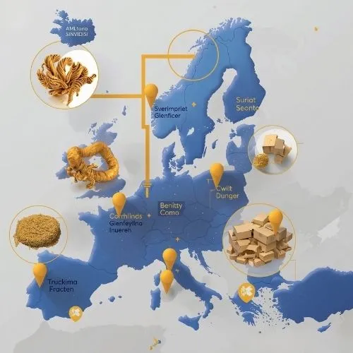 Navigating the European Bulk Import Process for Cordyceps Militaris Extract Navigating the European Bulk Import Process for Cordyceps Militaris Extract